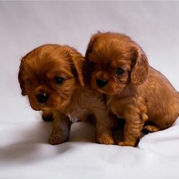 Cavalier King Charles Spaniel Puppies from Audre Rogers at Saltayre Cavaliers