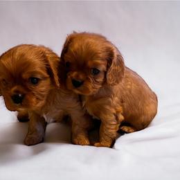 Cavalier King Charles Spaniel Puppies from Audre Rogers at Saltayre Cavaliers