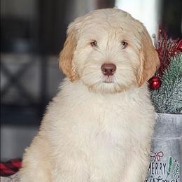 Denver - Caramel red male Australian Labradoodle puppy in Glenford, Ohio from Mi-De Doodles