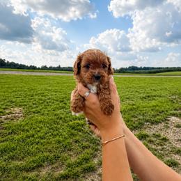 Aussiedoodle, Bernedoodle, Cavapoo, and Goldendoodle Puppies from Haas Pawz