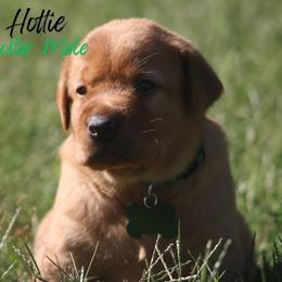 Red-Green Collar - Yellow male Labrador Retriever puppy in Capron, Virginia from Triple Creek Kennel