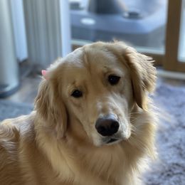Barley - Golden Retriever