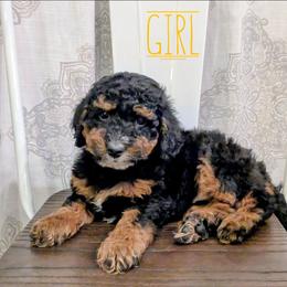 Chick - Black tri-color female Aussiedoodle puppy in Cambridge, Minnesota from Country Meadow Doodles