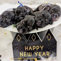 Miniature Schnauzer puppies from Hall Miniature Schnauzers