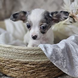 Millie - White female Chihuahua puppy in Decatur, Illinois from We R Puppies