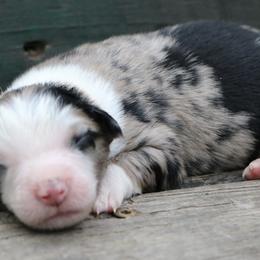 Poppy - Blue merle male Australian Shepherd puppy in Macon, Georgia from Shaina’s Shepherds
