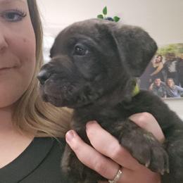 Lime Collar - Chestnut brindle male Cane Corso puppy in Lewistown, Montana from Corsi Amore Kennels