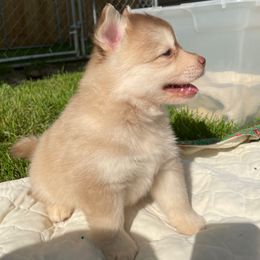 Butter Pecan Cake - Red and white male Pomsky puppy in Blue Earth, Minnesota from Blue Sky Pomsky