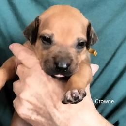 Boy 6 - male Rhodesian Ridgeback puppy in Alabama from Celtic Lore Ridgebacks