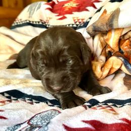 Heath (black collar) - Chocolate male Labrador Retriever puppy in Bandera, Texas from The Sugar & Spice Ranch Labrador Retrievers