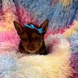 Boy 1 - Chocolate and tan male Yorkshire Terrier puppy in Milton, Florida from Sassenach Yorkie Kennels