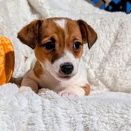 Parker - White and black male Russell Terrier puppy in Sandown, New Hampshire from Patch Wood Irish Jacks