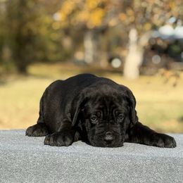 Pink F - Black female Cane Corso puppy in Paris, Texas from Knucklehead Cane Corso