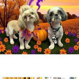 Penny - Shih Tzu