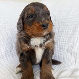 Cash - Sable male Bernedoodle puppy in West Chicago, Illinois from Berner Ridge Kennels