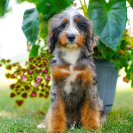 Silver (socialization program grad) - Blue merle male Bernedoodle puppy in Dundee, Ohio from Down Home Doodle