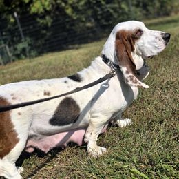 Sage - Black white and tan female Basset Hound puppy in Amelia, Ohio from Lady Mae Bassets