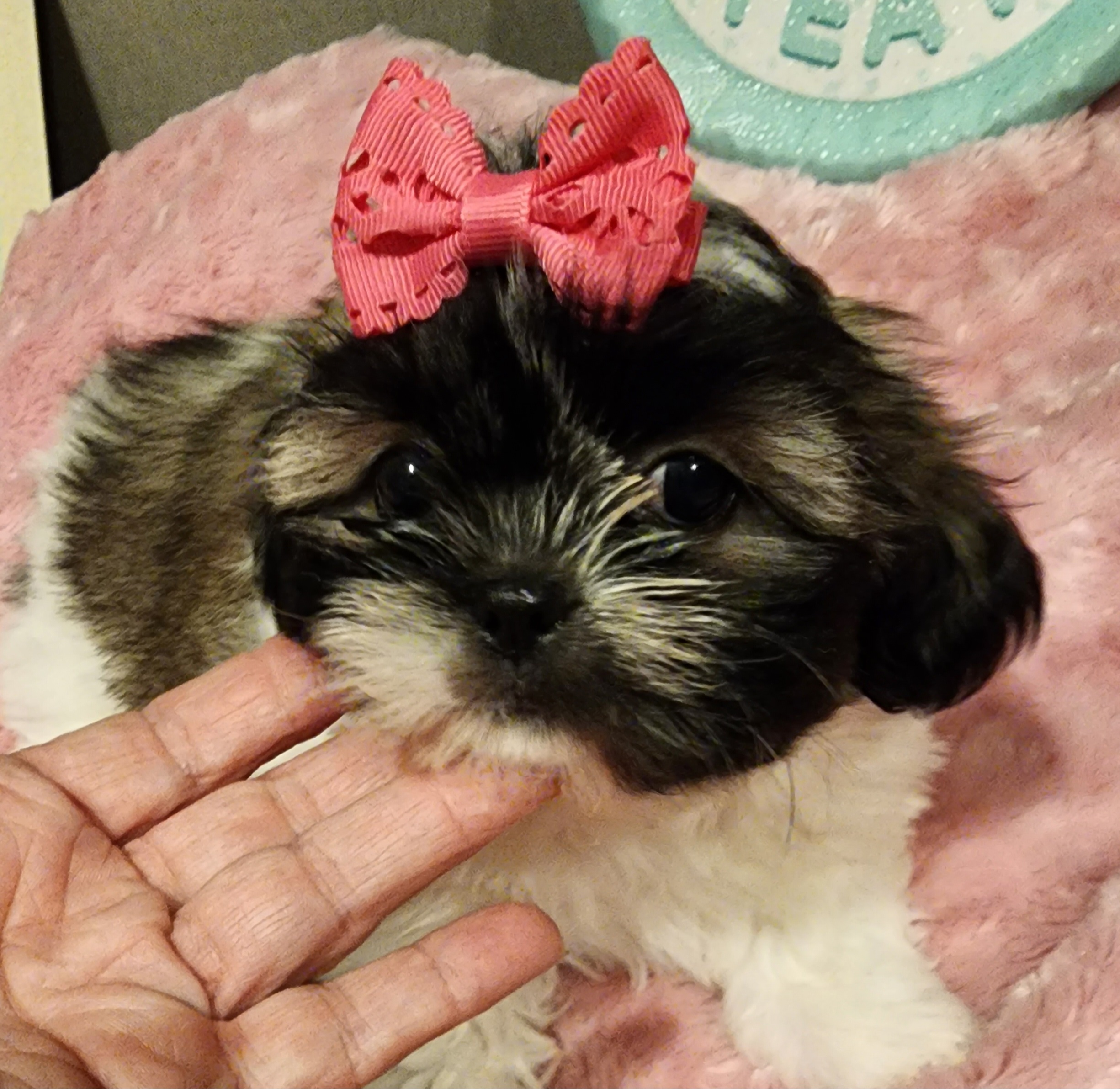 Shih Tzu Puppies from Grandma Ts Precious Puppies