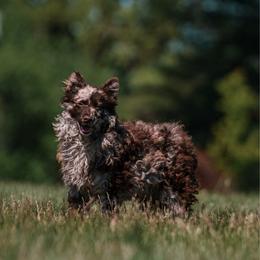 Mudi puppies from Velaris