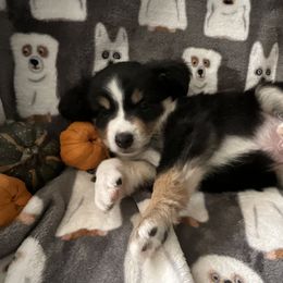 Miniature Australian Shepherd and Toy Australian Shepherd Puppies from Hotmess of Aussies