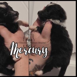 Mercury - Medical hold - Black and white female Shetland Sheepdog puppy in Lebanon, Tennessee from Henotic Homestead's Shetland Sheepdogs