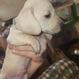 Light Blue Collar Tiny Male - Cream male Dachshund puppy in Suffolk, Virginia from Mini Love Bugs