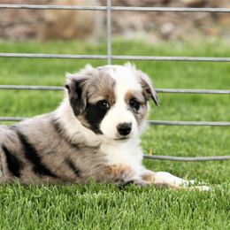 Australian Shepherd Puppies from Sliding S Australian Shepherds
