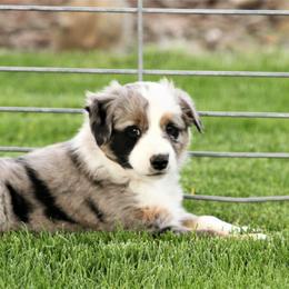 Australian Shepherd Puppies from Sliding S Australian Shepherds