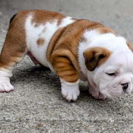Bulldog Puppies from Red Clay Bullies