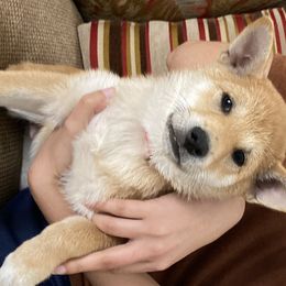 Shiba Inu Puppies from SWFL Shiba Inu Association
