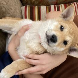 Shiba Inu Puppies from SWFL Shiba Inu Association