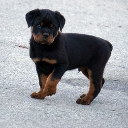 Rottweiler and Shetland Sheepdog Puppies from Mountain High Kennels