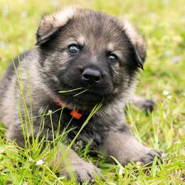 German Shepherd Puppies from Reign Land