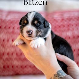 BLITZEN - Black tri male Miniature American Shepherd puppy in Puyallup, Washington from TRAILS END GEMINI