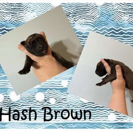 Great Dane Puppies from Alchemy Danes