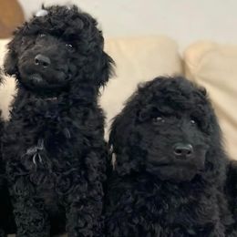 Goldendoodles from The Golden Family