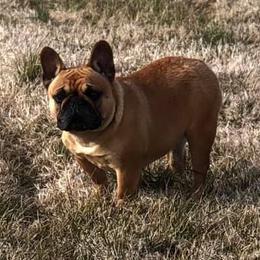 Boxers and French Bulldogs from Blissful Euro Boxers & French Bull Dogs