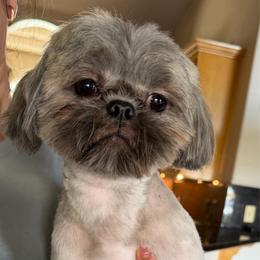 Benny - Blue male Shih Tzu puppy in Victorville, California from RUMBLE n TUMBLE