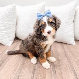 Female 0795 - Blue merle female Bernedoodle puppy in Ormond Beach, Florida from Florida Coast Doodles
