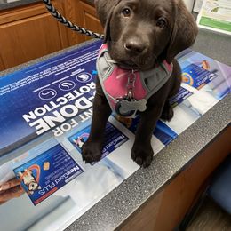 Labrador Retriever Puppies from Limestone River Labradors