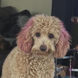 Fresa - Goldendoodle
