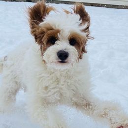 Lilly - Cavapoo
