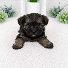 Billie Jean - Black & tan tri-color female Morkie puppy in Tampa Bay, Florida from Woodpecker Ridge Pups