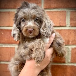 Moana - Merle female Cockapoo puppy in Danielsville, Georgia from Meg's Doodles and Poodles