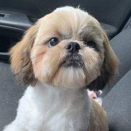 Shih Tzus from 🌗 New Moon Shih Tzu 🌗