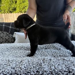Cane Corso Puppies from PNW Cane Corsos