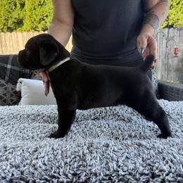 Cane Corso Puppies from PNW Cane Corsos