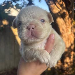 Pearl - White female French Bulldog puppy in Puyallup, Washington from Sarra's French Bulldogs