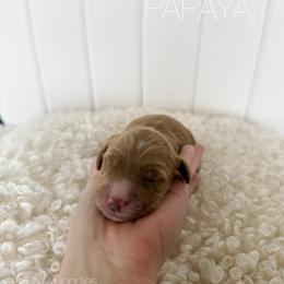 Papaya - Apricot female Goldendoodle puppy in Independence, Oregon from Ankeny Doodles