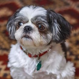Shih Tzus from Sugar Land Shih Tzu